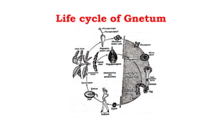 Life cycle of Gnetum
 