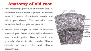 Anatomy of old root
• The secondary growth is of normal type. A
continues zone of wood is present in the old
roots. It consists of tracheids, vessels and
xylem parenchyma. The tracheids have
uniseriate bordered pits are present.
• Vessels have simple or small multiseriate
bordered pits. Some of the xylem elements
have starch grains. Bars of sanio are
generally absent in the vessels. Phloem
consists of sieve cells and phloem
parenchyma.
 