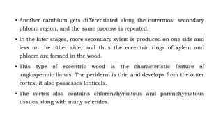 • Another cambium gets differentiated along the outermost secondary
phloem region, and the same process is repeated.
• In the later stages, more secondary xylem is produced on one side and
less on the other side, and thus the eccentric rings of xylem and
phloem are formed in the wood.
• This type of eccentric wood is the characteristic feature of
angiospermic lianas. The periderm is thin and develops from the outer
cortex, it also possesses lenticels.
• The cortex also contains chlorenchymatous and parenchymatous
tissues along with many sclerides.
 