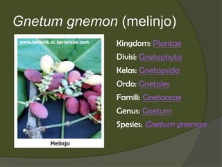 Gnetum gnemon (melinjo)
              Kingdom: Plantae
              Divisi: Gnetophyta
              Kelas: Gnetopsida
              Ordo: Gnetales
              Famili: Gnetaceae
              Genus: Gnetum
              Spesies: Gnetum gnemon
 
