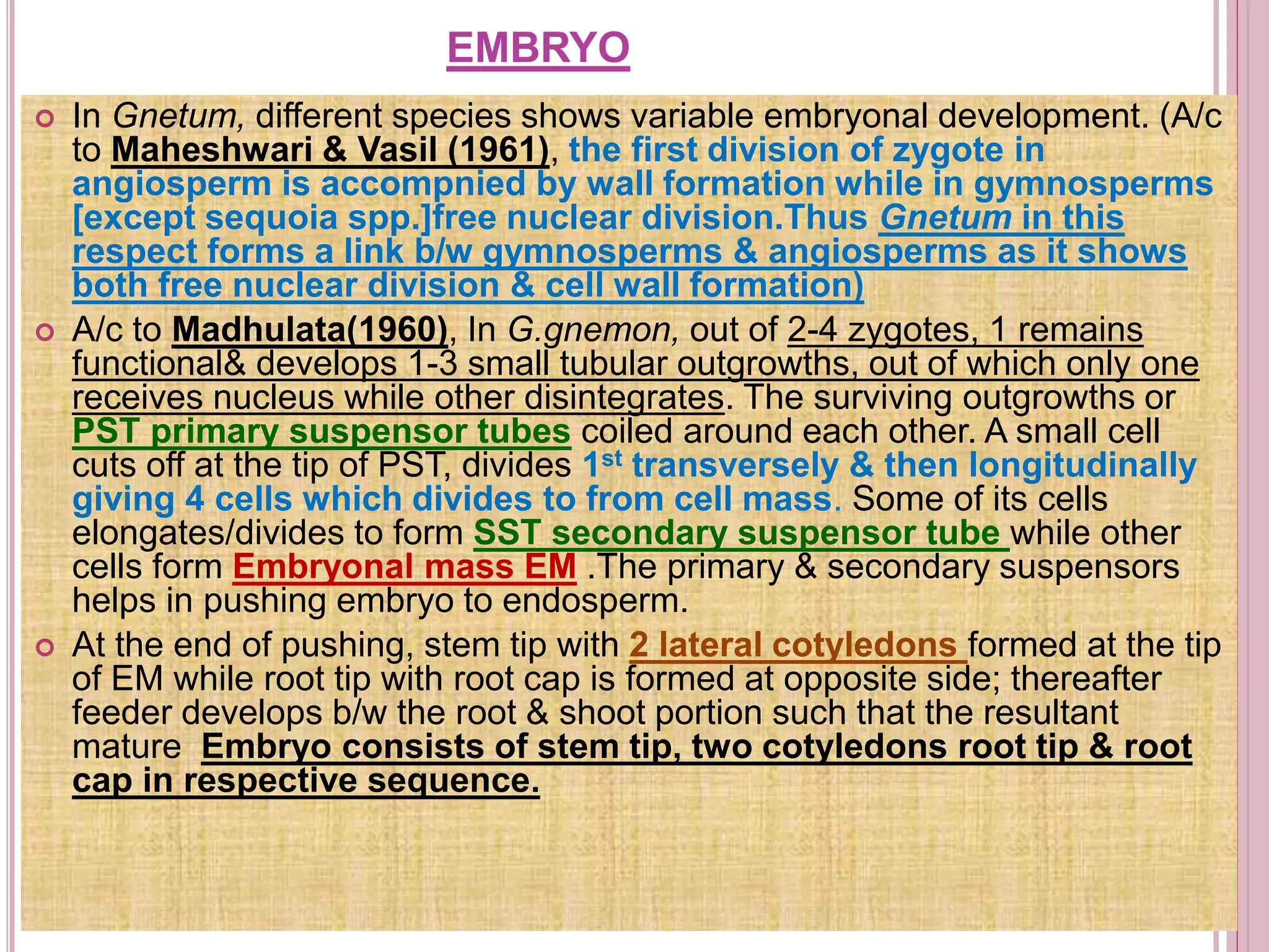 All about Gnetum (Gymnosperm) | PPTX