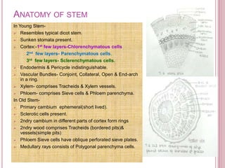 ANATOMY OF STEM
In Young Stem-
 Resembles typical dicot stem.
 Sunken stomata present.
 Cortex:-1st few layers-Chlorenchymatous cells
2nd few layers- Parenchymatous cells.
3rd few layers- Sclerenchymatous cells.
 Endodermis & Pericycle indistinguishable.
 Vascular Bundles- Conjoint, Collateral, Open & End-arch
in a ring.
 Xylem- comprises Tracheids & Xylem vessels.
 Phloem- comprises Sieve cells & Phloem parenchyma.
In Old Stem-
 Primary cambium ephemeral(short lived).
 Sclerotic cells present.
 2ndry cambium in different parts of cortex form rings
 2ndry wood comprises Tracheids (bordered pits)&
vessels(simple pits)
 Phloem Sieve cells have oblique perforated sieve plates.
 Medullary rays consists of Polygonal parenchyma cells.
 