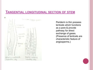 TANGENTIAL LONGITUDINAL SECTION OF STEM
Periderm is thin possess
lenticels which functions
as a pore & provide
pathway for direct
exchange of gases.
(Presence of lenticels are
characteristic feature of
angiosperms.)
 
