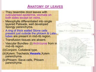 ANATOMY OF LEAVES
 They resemble dicot leaves with
cuticularised epidermis, stomata on
both sides except on veins.
 Mesophylls differentiated into single
layered Palisade, well developed
Spongy parenchyma.
 A ring of thick walled Stone cells
present just outside the phloem & Latex
tubes are present in mid-rib region.
 Transfusion tissues are absent.
 Vascular Bundles- (i) Arch/curve from in
mid-rib region
(ii)Conjoint, Collateral type.
(iii)Xylem; Tracheids,Vessels,Xylem
parenchyma.
(iv)Phloem; Sieve cells, Phloem
parenchyma.
 