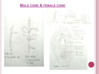 MALE CONE & FEMALE CONE
 