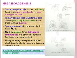 MEGASPOROGENESIS
 Two Archesporial cells divides periclinally
forming- (i)outer parietal cells. (ii) inner
sporogenous cells.
 Primary parietal cells & Epidermal cells
divides periclinally & Anticlinally many
times forming Nucellus.
 Sporogenous cells by repeated division
forms MMC.
 MMC by meiosis forms tetrasporic
embryo sacs (out of which 1 remains
functional other degenrates)
 Finally, female gametophyte is formed
which broader at micropylar end tapering
at chalazal end
In Gnetum, Normal archegonia & megaspore
tetrad are present.
 