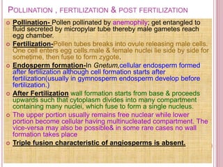 POLLINATION , FERTILIZATION & POST FERTILIZATION
 Pollination- Pollen pollinated by anemophily; get entangled to
fluid secreted by micropylar tube thereby male gametes reach
egg chamber.
 Fertilization-Pollen tubes breaks into ovule releasing male cells.
One cell enters egg cells.male & female nuclei lie side by side for
sometime, then fuse to form zygote.
 Endosperm formation-In Gnetum,cellular endosperm formed
after fertilization although cell formation starts after
fertilization(usually in gymnosperm endosperm develop before
fertilization.)
 After Fertilization wall formation starts from base & proceeds
upwards such that cytoplasm divides into many compartment
containing many nuclei, which fuse to form a single nucleus.
 The upper portion usually remains free nuclear while lower
portion become cellular having multinucleated compartment. The
vice-versa may also be possible& in some rare cases no wall
formation takes place
 Triple fusion characteristic of angiosperms is absent.
 