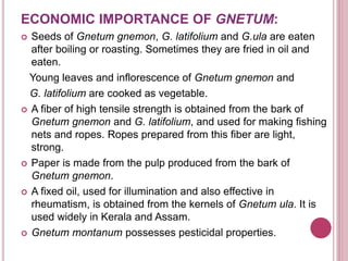 ECONOMIC IMPORTANCE OF GNETUM:
 Seeds of Gnetum gnemon, G. latifolium and G.ula are eaten
after boiling or roasting. Sometimes they are fried in oil and
eaten.
Young leaves and inflorescence of Gnetum gnemon and
G. latifolium are cooked as vegetable.
 A fiber of high tensile strength is obtained from the bark of
Gnetum gnemon and G. latifolium, and used for making fishing
nets and ropes. Ropes prepared from this fiber are light,
strong.
 Paper is made from the pulp produced from the bark of
Gnetum gnemon.
 A fixed oil, used for illumination and also effective in
rheumatism, is obtained from the kernels of Gnetum ula. It is
used widely in Kerala and Assam.
 Gnetum montanum possesses pesticidal properties.
 