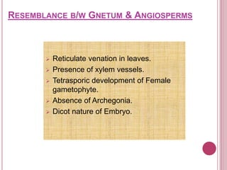 RESEMBLANCE B/W GNETUM & ANGIOSPERMS
 Reticulate venation in leaves.
 Presence of xylem vessels.
 Tetrasporic development of Female
gametophyte.
 Absence of Archegonia.
 Dicot nature of Embryo.
 