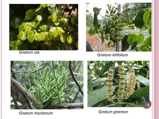 Gnetum ula
Gnetum gnemon
Gnetum latifolium
Gnetum montanum
 