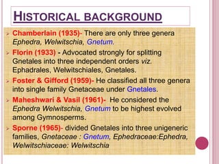 HISTORICAL BACKGROUND
 Chamberlain (1935)- There are only three genera
Ephedra, Welwitschia, Gnetum.
 Florin (1933) - Advocated strongly for splitting
Gnetales into three independent orders viz.
Ephadrales, Welwitschiales, Gnetales.
 Foster & Gifford (1959)- He classified all three genera
into single family Gnetaceae under Gnetales.
 Maheshwari & Vasil (1961)- He considered the
Ephedra Welwitschia, Gnetum to be highest evolved
among Gymnosperms.
 Sporne (1965)- divided Gnetales into three unigeneric
families, Gnetaceae : Gnetum, Ephedraceae:Ephedra,
Welwitschiaceae: Welwitschia
 