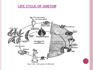 All About Gnetum Gymnosperm