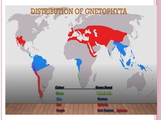 All About Gnetum Gymnosperm