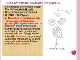 All About Gnetum Gymnosperm All About Gnetum Gymnosperm
