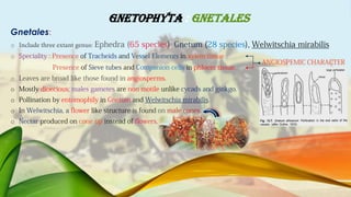 GNETOPHYTA : GNETALES
Gnetales:
o
o
o
o
o
o
o
 