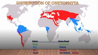 DISTRIBUTION OF GNETOPHYTA
Colour : Genus Found
Green Welwitschia
Blue Gnetum
Red Ephedra
Purple Both Gnetum & Ephedra
 