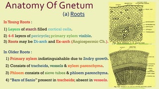 Anatomy Of Gnetum
(a) Roots
InYoung Roots :
1) Layers of starch filled cortical cells.
2) 4-6 layers of pericycle; primary xylem visible.
3) Roots may be Di-arch and Ex-arch (Angiospermic Ch.).
In Older Roots :
1) Primary xylem indistinguishable due to 2ndry growth.
2) Consists of tracheids, vessels & xylem parenchyma.
3) Phloem consists of sieve tubes & phloem parenchyma.
4) “Bars of Sanio” present in tracheids; absent in vessels.
 