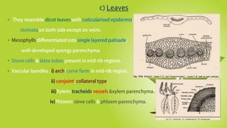 c) Leaves




 