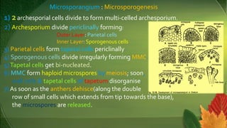 Microsporangium : Microsporogenesis
1) 2archesporial cells divide to form multi-celled archesporium.
2) Archesporium divide periclinally forming:
Outer Layer: Parietal cells
Inner Layer: Sporogenous cells
3) Parietal cells form tapetal cells periclinally.
4) Sporogenous cells divide irregularly forming MMC.
5)Tapetal cells get bi-nucleated.
6) MMC form haploid microspores by meiosis; soon,
wall cells & tapetal cells of tapetum disorganise.
7) As soon as the anthers dehisce(along the double
row of small cells which extends from tip towards the base),
the microspores are released.
 