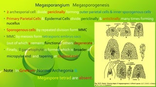 Megasporangium : Megasporogenesis
• 2 archesporial cell divide periclinally forming outer parietal cells & inner sporogenous cells.
• Primary Parietal Cells & Epidermal Cells divide periclinally & anticlinally many times forming
nucellus.
• Sporogenous cells by repeated division form MMC.
• MMC by meiosis form tetrasporic embryo sacs
(out of which 1 remains functional, others degenerate)
• Finally, ♀ gametophyte is formed which is broader at
micropylar end and tapering at chalazal end.
Note: In Gnetum, Normal Archegonia &
Megaspore tetrad are absent.
 