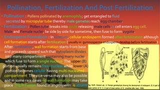 Pollination, Fertilization And Post Fertilization
• Pollination : Pollens pollinated by anemophily; get entangled to fluid
secreted by micropylar tube thereby male gametes reach egg chamber.
• Fertilization : Pollen tube breaks into ovule releasing male cells. 1 cell enters egg cell.
Male and Female nuclei, lie side by side for sometime, then fuse to form zygote.
• Endosperm Formation : In Gnetum, cellular endosperm formed after fertilization although
cell formation starts after fertilization ( usually in gymnosperms endosperm develop before fertilization)
After fertilization, wall formation starts from base
and proceeds upward such that cytoplasm divides
into many compartment containing many nuclei,
which fuse to form a single nucleus.The upper (B)
portion usually remains free- nuclear while lower (A)
portion becomes cellular having multi nucleated
compartment.The vice-versa may also be possible
and in some rare cases no wall formation may take
place.Triple Fusion(found in angiosperm) is absent.
 