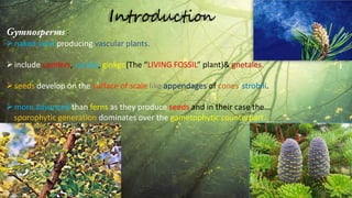 :
naked seed producing vascular plants.
include conifers, cycads, ginkgo(The “LIVING FOSSIL” plant)& gnetales.
seeds develop on the surface of scale like appendages of cones/strobili.
more advanced than ferns as they produce seeds and in their case the
sporophytic generation dominates over the gametophytic counterpart.
 