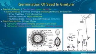 Germination Of Seed In Gnetum
 Seeds in Gnetum: i) Oval shaped, green to red in colour
ii) Surrounded by 3-layered envelope enclosing Embryo & Endosperm:
# Inner Envelope : Parenchymatous
# Middle Envelope : Hard Protective
# Outer Envelope : Fleshy, parenchymatous, coloured
 Seed Germination: i) Epigeal Type
ii) Hypocotyl elongates bringing cotyledons out of soil.
iii) First pair of foliage leaves produced by develop. plumule.
 