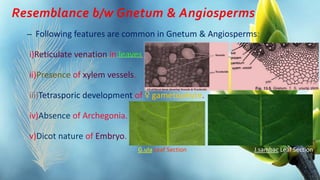 Resemblance b/w Gnetum & Angiosperms
– Following features are common in Gnetum & Angiosperms:
i)Reticulate venation in leaves.
ii)Presence of xylem vessels.
iii)Tetrasporic development of ♀ gametophyte.
iv)Absence of Archegonia.
v)Dicot nature of Embryo.
G.ula Leaf Section J.sambac Leaf Section
 
