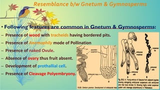 Resemblance b/w Gnetum & Gymnosperms
• Following features are common in Gnetum & Gymnosperms:
– Presence of wood with tracheids having bordered pits.
– Presence of Anemophily mode of Pollination
– Presence of naked Ovule.
– Absence of ovary thus fruit absent.
– Development of prothallial cell.
– Presence of Cleavage Polyembryony.
 