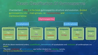 Classic Classification Of Gymnosperms
Chamberlain (1935), in his book gymnosperms-structure and evolution, divided
gymnosperms into 2 main groups, i.e. Cycadophytes and Coniferophytes as
mentioned below:
Of all the above mentioned orders; cycadofilicales, bennettitales of cycadophytes and cordiatales of coniferophytes are
extinct.
The order coniferales of coniferophytes was further divided into 6 families namely;
Abietacaceae,Taxodiaceae,Cupressaceae,Araucariaceae,Podocarpaceae,Taxaceae.
Gymnosperms
Cycadophytes
Cycadofilicales
E.g.:
Lygenopteris
(extinct)
Bennettiales
E.g.:
Cycadeoidea
(extinct)
Cycadales
E.g.:
Cycas,
Microcycas,Zamia,
Stangeria
Coniferophytes
Cordiatales
E.g.:
Cordaites
(extinct)
Ginkgoales
E.g.:
Ginkgo
Coniferales
E.g.:
Pinus,
Abies,Taxus
Gnetales
E.g.:
Gnetum
 
