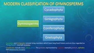 MODERN CLASSIFICATION OF GYMNOSPERMS
Cycadales and Ginkgoales include living members which have long fossil history and are thus regarded as
“living fossils”, example G.biloba.
Coniferales include abies, taxus, pinus. The gnetales represented by 3 genera example gnetum, ephedra
and Welwitschia mirabilis.
Gymnosperms
Cycadophyta
Ginkgophyta
Coniferophyta
Gnetophyta
 