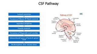 CSF Pathway
 