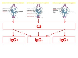 C3
IgG+
IgG+ IgG-
 