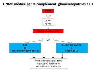 GNMP
C3 +++
Ig neg
ME
DDD
ou
maladie des dépôts denses
Glomérulonéphrite
à
dépôts de C3
Anomalies de la voie alterne
acquises ou héréditaires
(mutations ou anticorps)
Glomérulopathie à C3
I F
GNMP médiée par le complément: glomérulopathies à C3
 