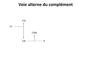 C3
C3b
C3a
C3bB
B
Voie alterne du complément
 