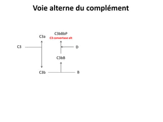C3
C3b
C3a
C3bB
B
C3bBbP
C3 convertase alt
D
Voie alterne du complément
 