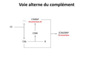 C3
C3b
C3a
C3bB
B
C3bBbP
C3 convertase alt
(C3b)2BbP
C5 convertase
Voie alterne du complément
 