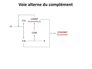 C3
C3b
C3a
C3bB
B
C3bBbP
C3 convertase alt
(C3b)2BbP
C5 convertase
Voie alterne du complément
 