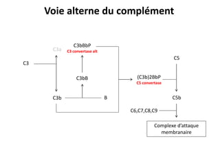 C3
C3b
C3a
C3bB
B
C3bBbP
C3 convertase alt
(C3b)2BbP
C5 convertase
C5
C5b
C6,C7,C8,C9
Complexe d’attaque
membranaire
Voie alterne du complément
 