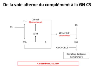 C3
C3b
C3a
C3bB
B
C3bBbP
C3 convertase alt
(C3b)2BbP
C5 convertase
C5
C5b
C6,C7,C8,C9
Complexe d’attaque
membranaire
De la voie alterne du complément à la GN C3
C3 NEPHRITIC FACTOR
 