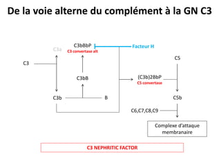 C3
C3b
C3a
C3bB
B
C3bBbP
C3 convertase alt
(C3b)2BbP
C5 convertase
C5
C5b
C6,C7,C8,C9
Complexe d’attaque
membranaire
De la voie alterne du complément à la GN C3
C3 NEPHRITIC FACTOR
Facteur H
 