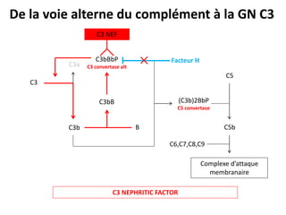 C3
C3b
C3a
C3bB
B
C3bBbP
C3 convertase alt
(C3b)2BbP
C5 convertase
C5
C5b
C6,C7,C8,C9
Complexe d’attaque
membranaire
De la voie alterne du complément à la GN C3
C3 NEPHRITIC FACTOR
Facteur H
C3 NEF
 