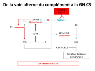 C3
C3b
C3a
C3bB
B
C3bBbP
C3 convertase alt
(C3b)2BbP
C5 convertase
C5
C5b
C6,C7,C8,C9
Complexe d’attaque
membranaire
De la voie alterne du complément à la GN C3
Facteur H
Anticorps
anti FH
ANTICORPS ANTI FH
 
