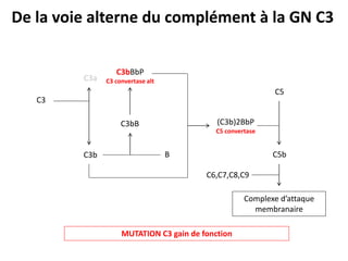 C3
C3b
C3a
C3bB
B
C3bBbP
C3 convertase alt
(C3b)2BbP
C5 convertase
C5
C5b
C6,C7,C8,C9
Complexe d’attaque
membranaire
De la voie alterne du complément à la GN C3
MUTATION C3 gain de fonction
 