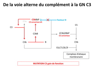 C3
C3b
C3a
C3bB
B
C3bBbP
C3 convertase alt
(C3b)2BbP
C5 convertase
C5
C5b
C6,C7,C8,C9
Complexe d’attaque
membranaire
De la voie alterne du complément à la GN C3
Facteur H
MUTATION C3 gain de fonction
 