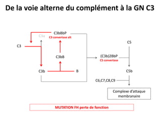 C3
C3b
C3a
C3bB
B
C3bBbP
C3 convertase alt
(C3b)2BbP
C5 convertase
C5
C5b
C6,C7,C8,C9
Complexe d’attaque
membranaire
De la voie alterne du complément à la GN C3
MUTATION FH perte de fonction
 