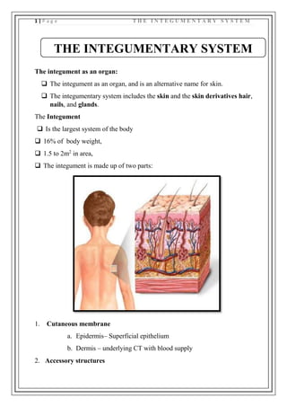 1 | P a g e T H E I N T E G U M E N T A R Y S Y S T E M
The integument as an organ:
 The integument as an organ, and is an alternative name for skin.
 The integumentary system includes the skin and the skin derivatives hair,
nails, and glands.
The Integument
 Is the largest system of the body
 16% of body weight,
 1.5 to 2m2
in area,
 The integument is made up of two parts:
1. Cutaneous membrane
a. Epidermis– Superficial epithelium
b. Dermis – underlying CT with blood supply
2. Accessory structures
THE INTEGUMENTARY SYSTEM
 