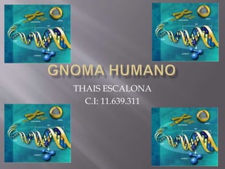 THAIS ESCALONA
C.I: 11.639.311
 