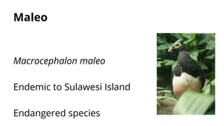Maleo
Macrocephalon maleo
Endemic to Sulawesi Island
Endangered species
 