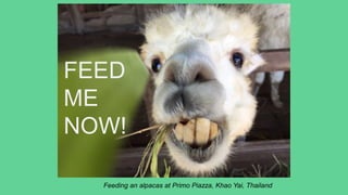 FEED
ME
NOW!
Feeding an alpacas at Primo Piazza, Khao Yai, Thailand
 